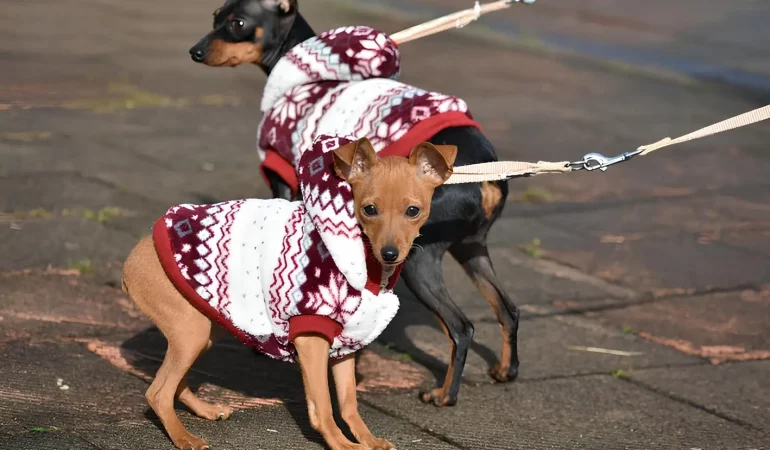 Dois cachorros da raça pinscher alemão.