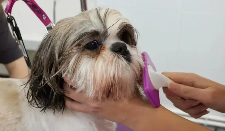 Um cachorro da raça Shih Tzu com queda de pelos.