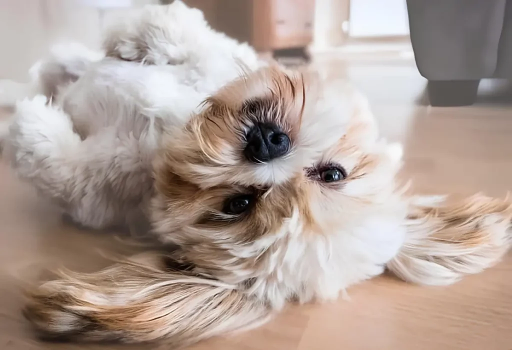 Um cachorro da raça lhasa apso deito em um piso.