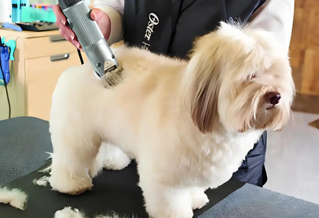 um cachorro da raça lhasa apso fazendo uma tosa zero em um pet shop.