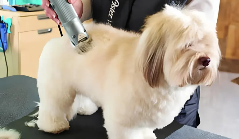 lhasa apso fazendo uma tosa 0