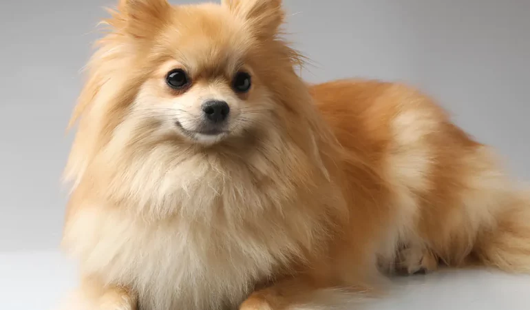 Um cachorro da raça Lulu da Pomerânia.