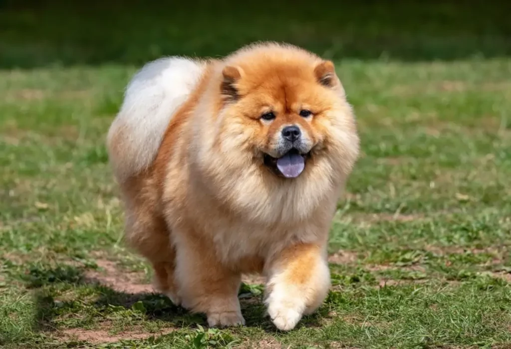 Um cachorro Chow Chow.