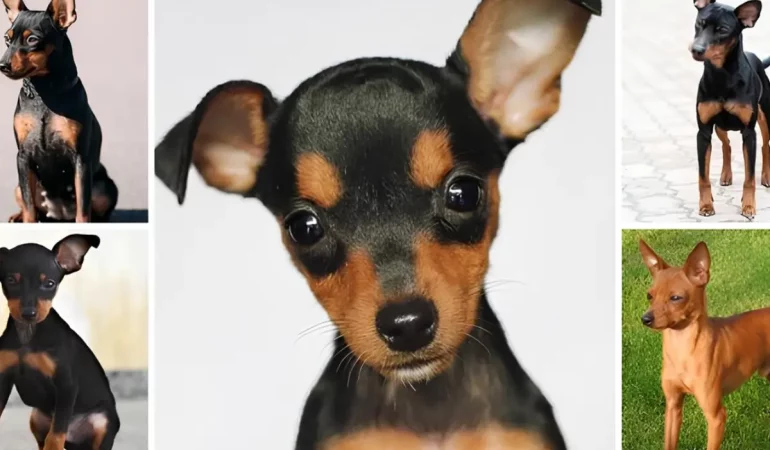 Diferenças dos pinscher tamanhos 0,1,2 e 3.