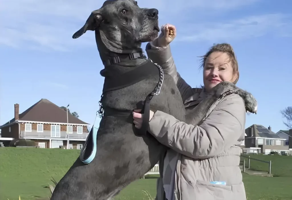 Um Cachorro da raça Dogue alemão.