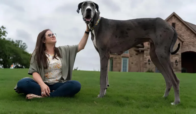 Um cachorro da raça Dogue Alemão o maior cachorro do mundo.