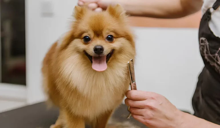 Um Lulu da Pomerânia escovando os pelos .
