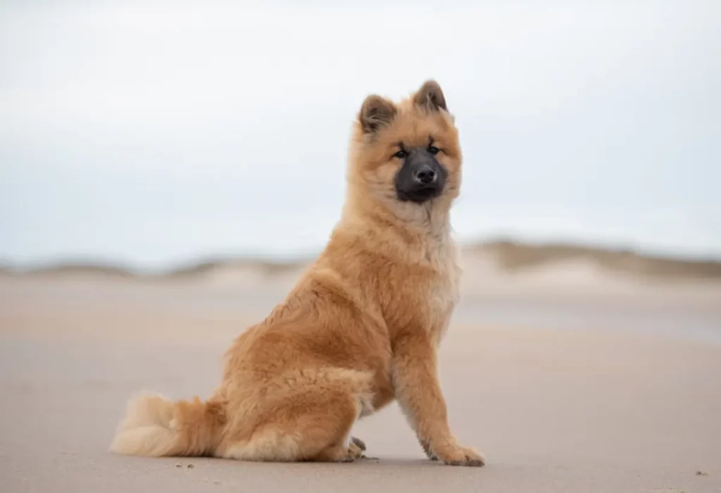 Um cachorro da raça Eurasier.