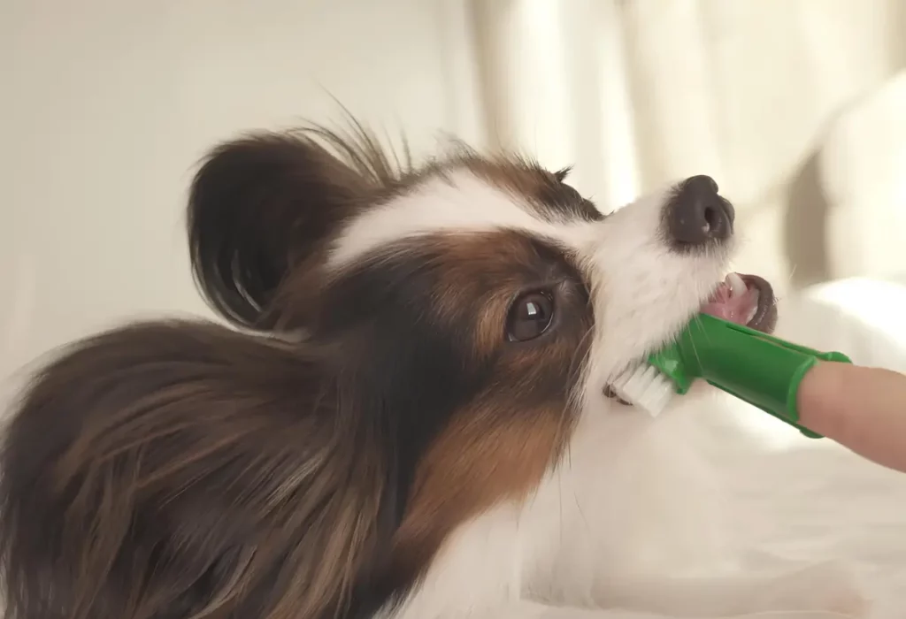 Um cachorro escovando os dentes.