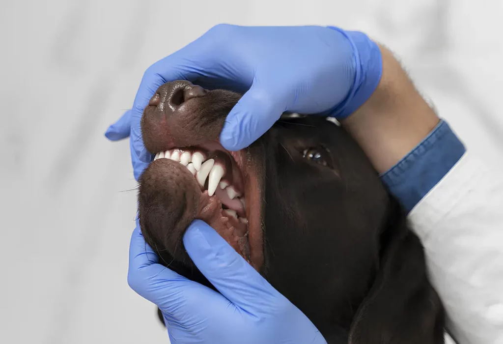 Um cachorro com os dentes higienizados.