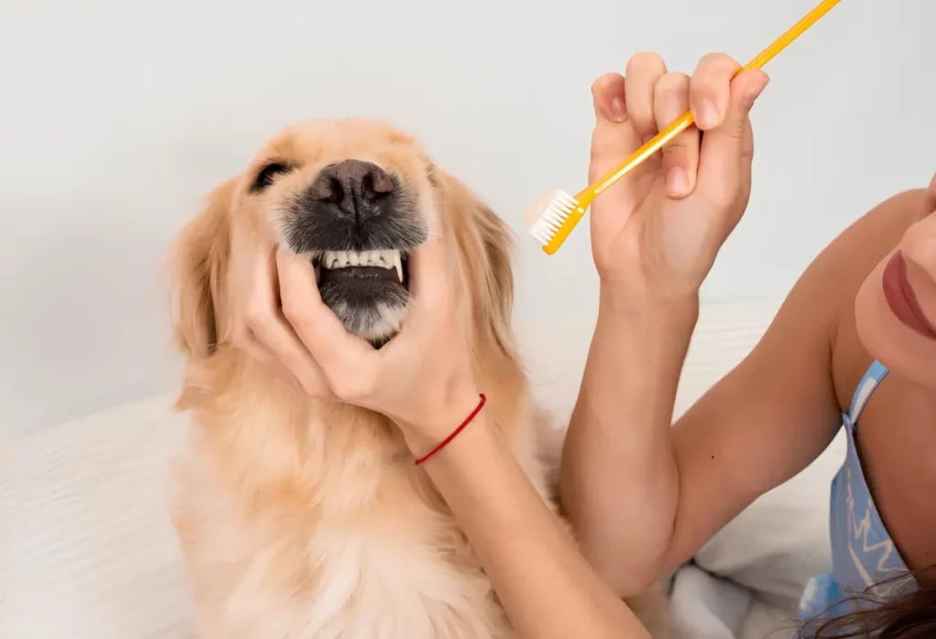 Um Golden fazendo higiene bucal canina.