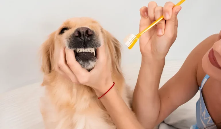 Um cachorro fazendo a higiene bucal.