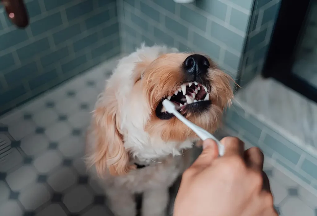 Um cachorro escovando os dentes.