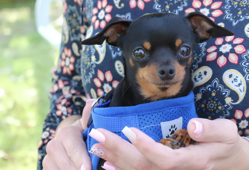 Microchip para Pinschers.