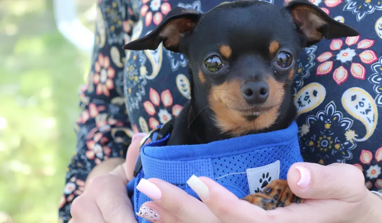 Um cachorro pinscher com microchip.