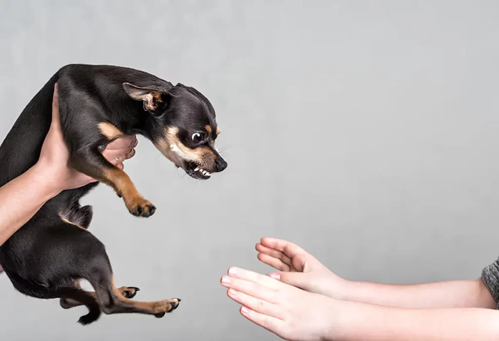 Um cachorro Pinscher bravo.
