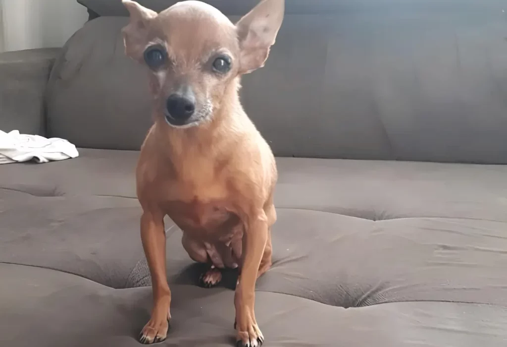Como cuidar de um cachorro Pinscher idoso?