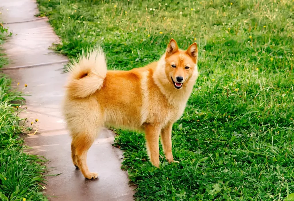 Cachorro da raça Spitz Finlandês