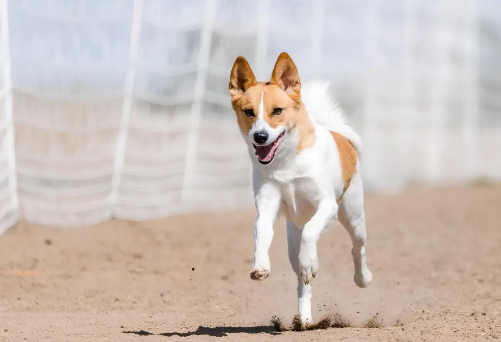Um cachorro da raça Spitz de Norboten.