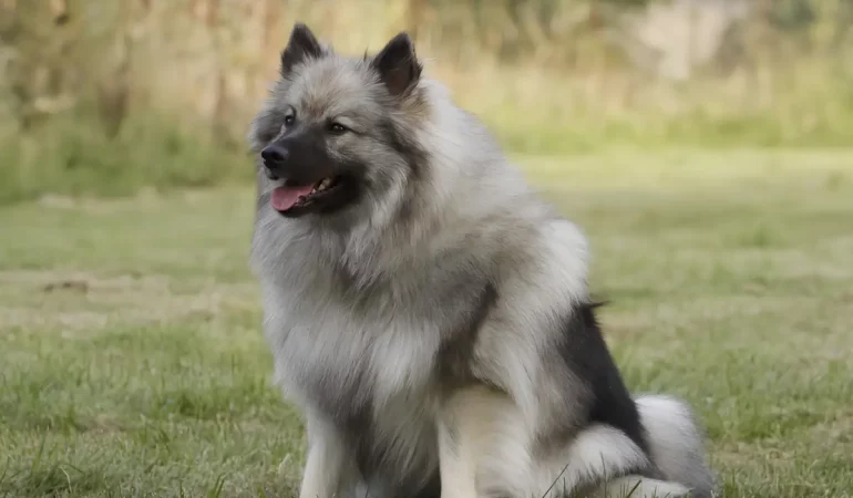 Um cachorro parecido com lulu da pomerânia.