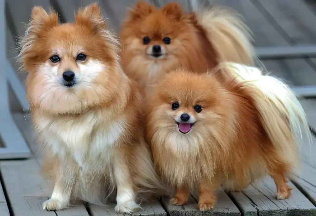 três cães da raça lulu da pomerânia de tamanhos e pesos diferentes.