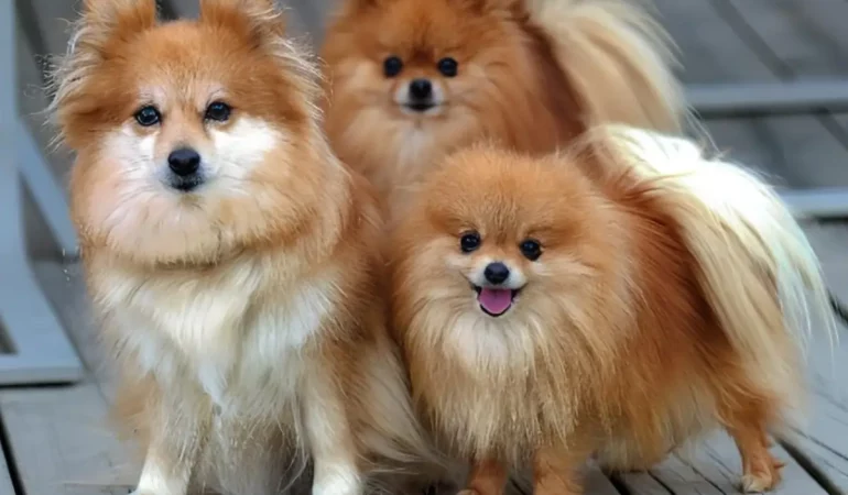 Cachorros da raça Lulu da Pomerânia com tamanhos e pesos diferentes.