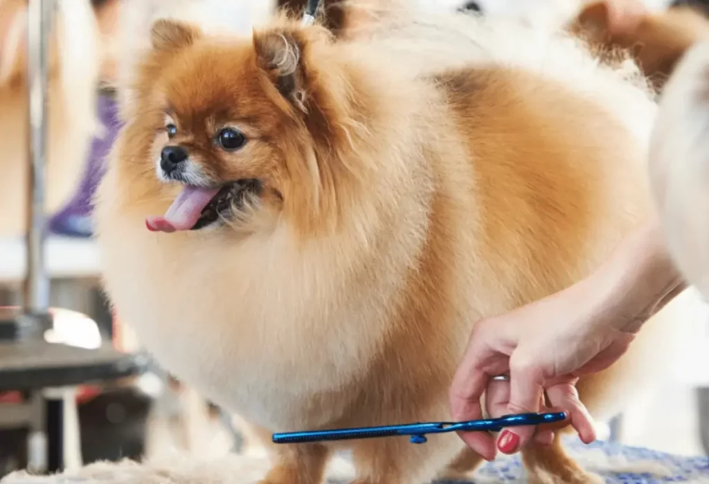 Um Lulu da Pomerânia fazendo tosa profissional. 