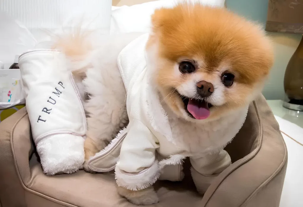 um lulu da pomerânia filhote em uma cama pet