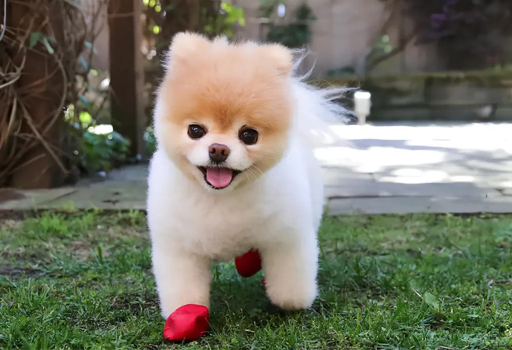 um lulu da pomerânia com sapatinho pet.
