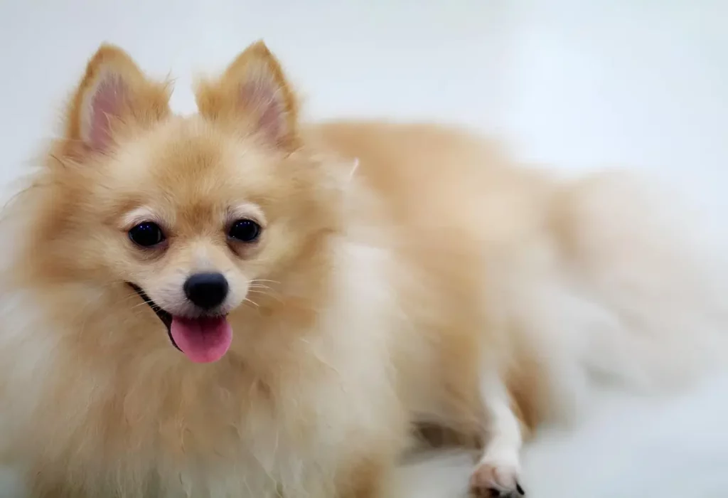 Um cachorro da raça Lulu da Pomerânia que acabou de receber anestesia e medicamentos.