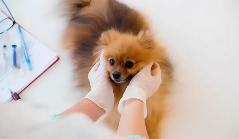 Um cachorro da raça lulu da Pomerânia tomando anestesia.
