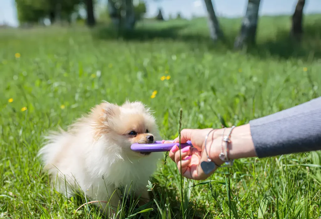 Um cachorro Lulu da Pomerânia com um brinquedo e um parque.