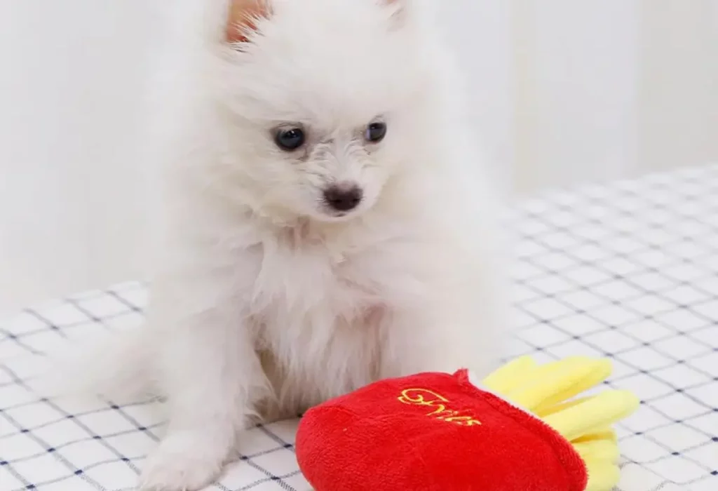 Lulu da Pomerânia brincando com seu brinquedo.