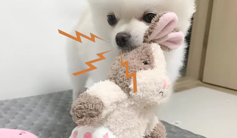Um Lulu da Pomerânia com seu brinquedo favorito.