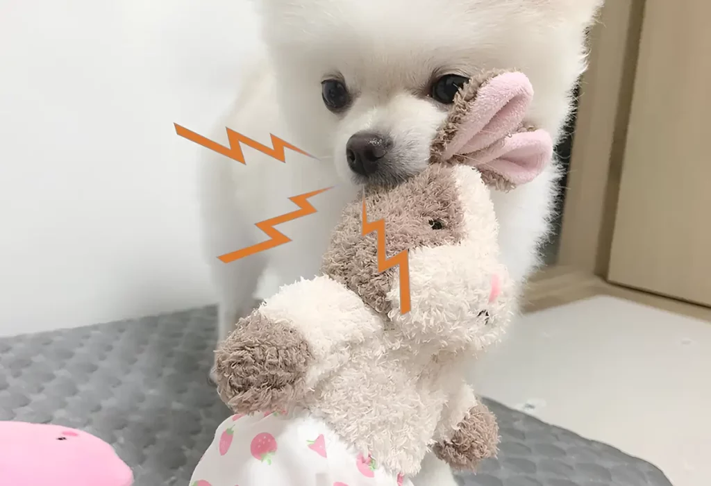 Um lulu da Pomerânia com seu brinquedo favorito