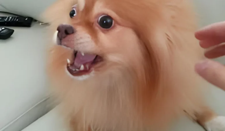 um cachorro latindo excessivamente.