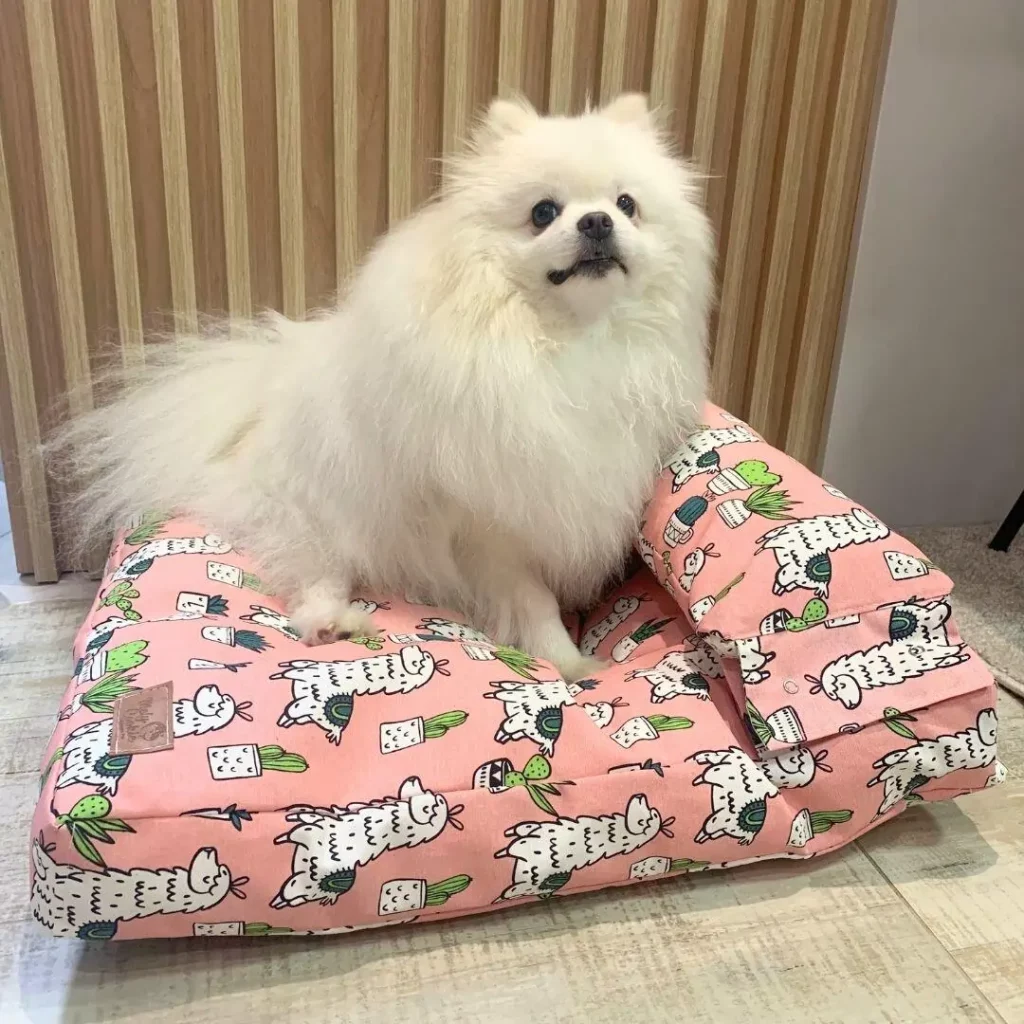uma cama adequada para Lulus da Pomerânia