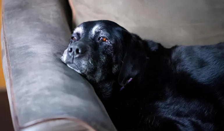 um pet idoso deitado no sofá.