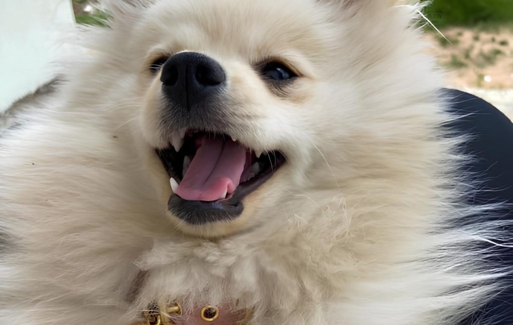 um cachorro da raça lulu da pomerânia.