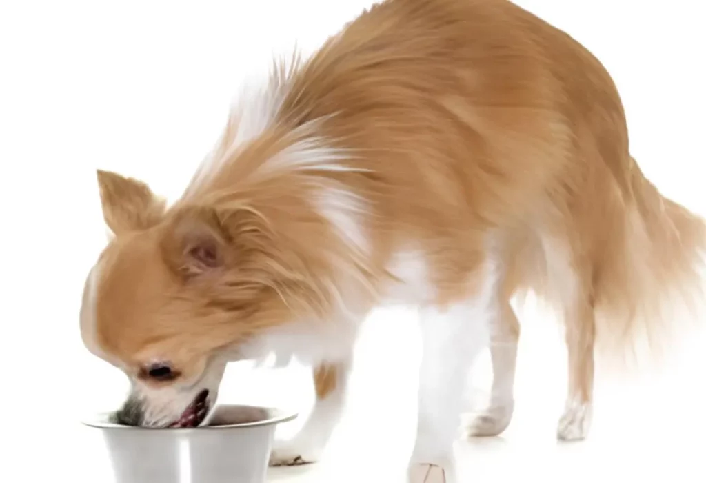 Um cachorro da raça Lulu da Pomerânia comendo comida saudável.
