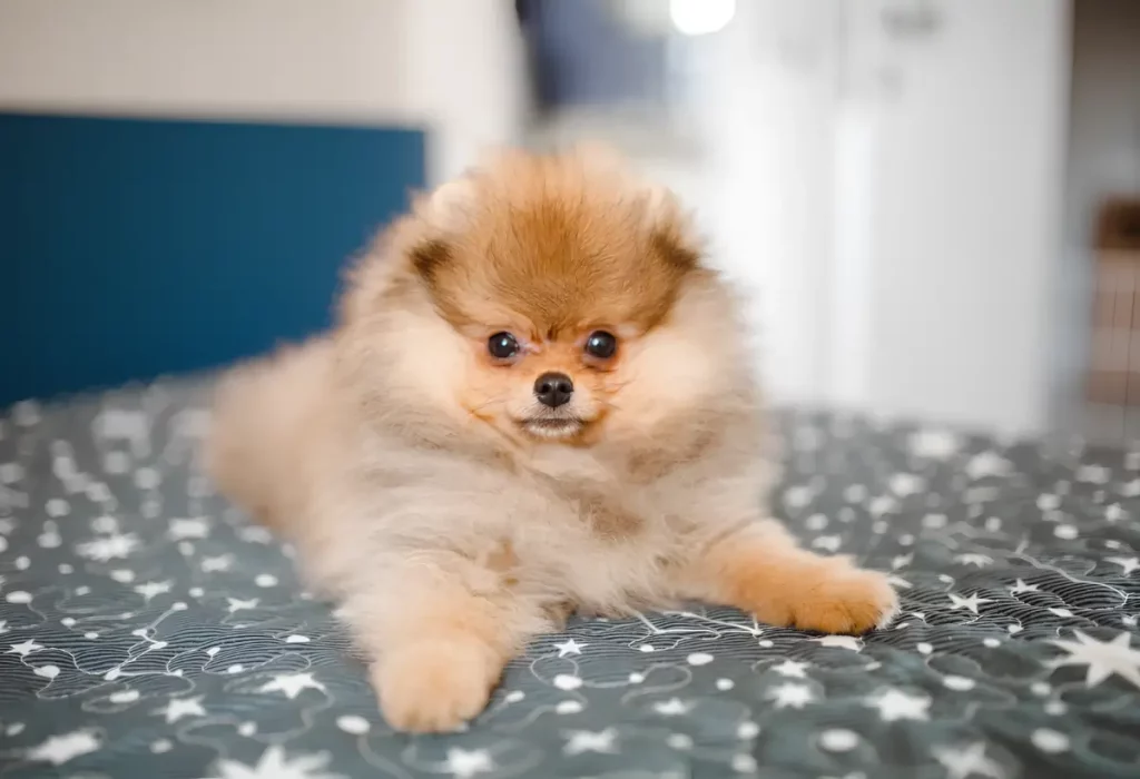 Um cachorro da raça Lulu da Pomerânia.