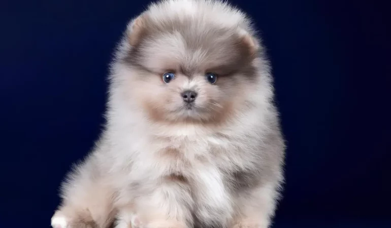 Um lulu da pomerânia mini participando de uma competição canina.