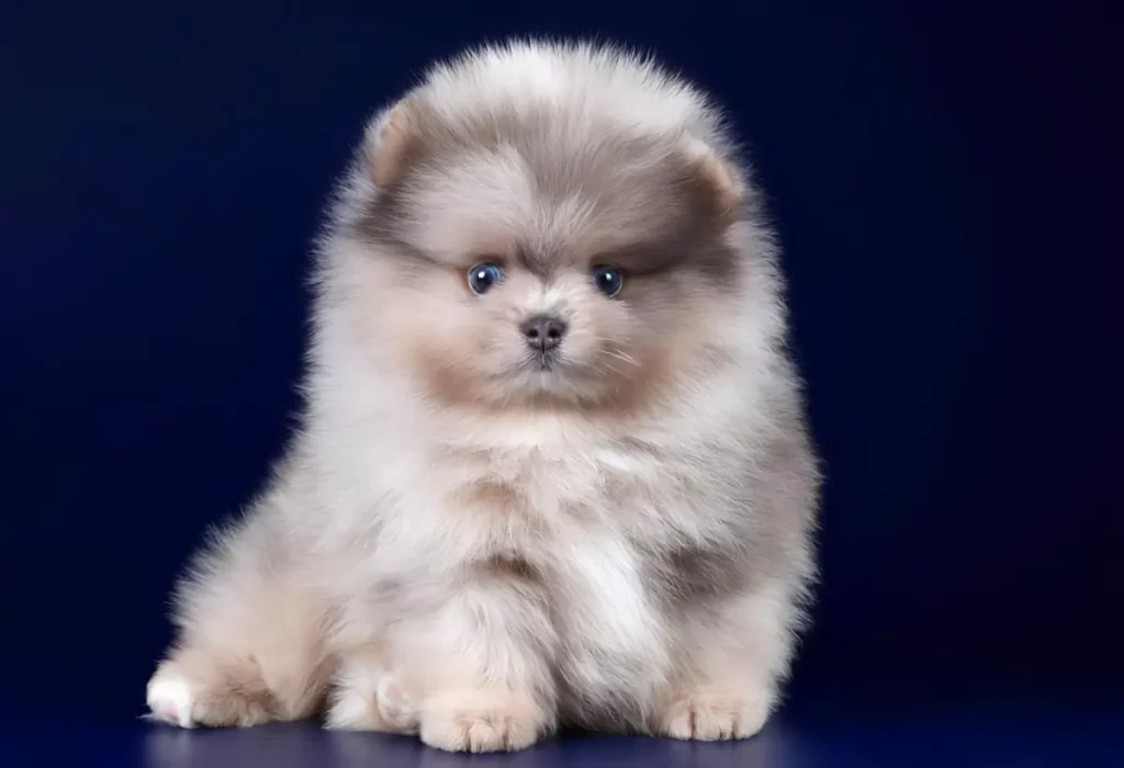 Um cachorro da raça lulu da pomerânia mini