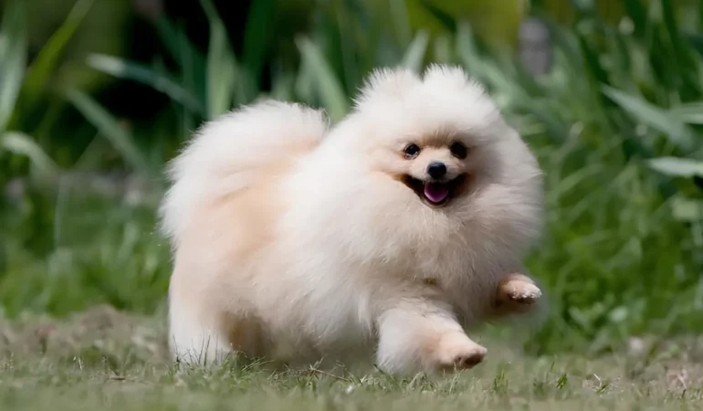 Um cachorro da raça Lulu da Pomerânia.