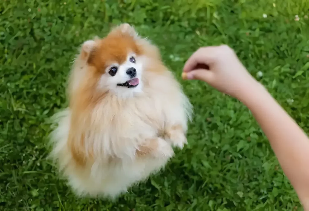 Um Lulu da Pomerânia gastando sua energia com atividades.
