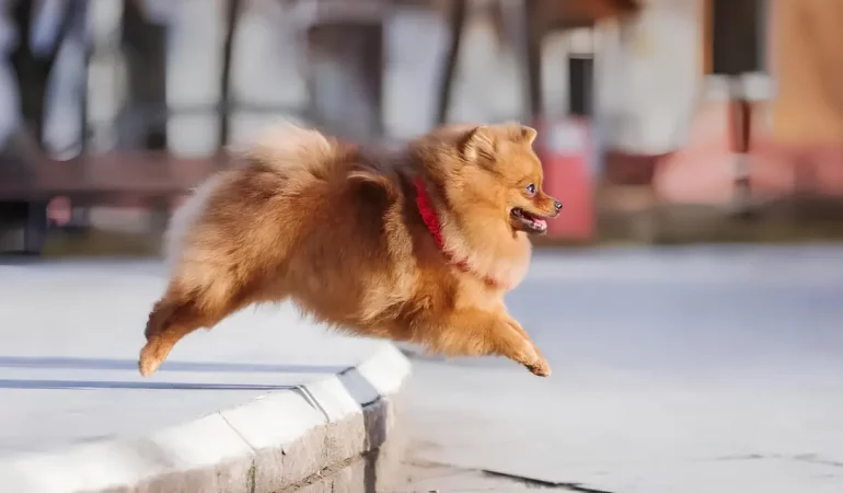Um cachorro da raça Lulu da Pomerânia