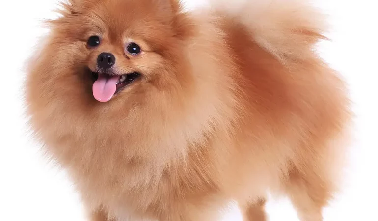 Um cachorro da raça Lulu da Pomerânia .