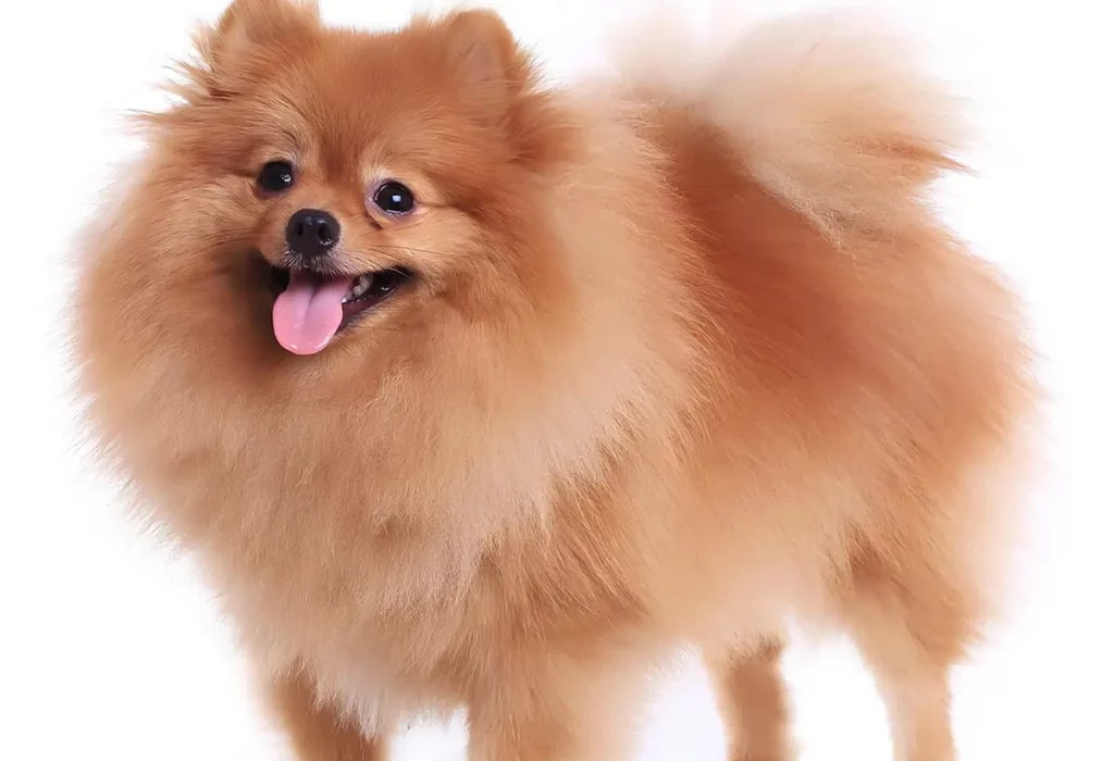Um cachorro da raça Lulu da pomerânia 
