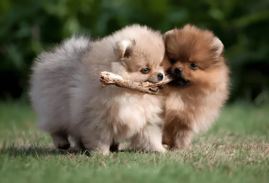 Dois cães da raça lulu da pomerânia 