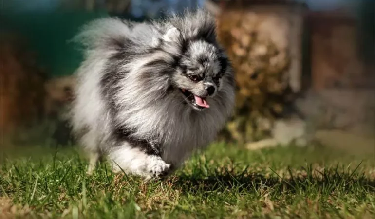 Um lulu da pomerânia correndo em um gramado.